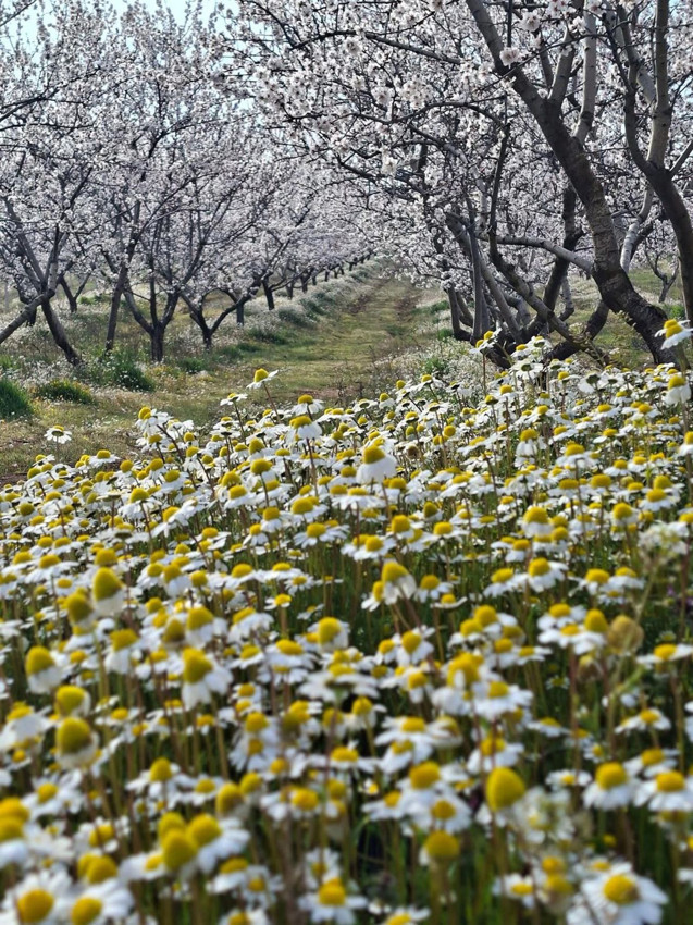 Türkiye'nin eşsiz cennetine yalancı bahar dopingi: Bu görüntü yapay zeka değil, gerçek! - Resim: 2