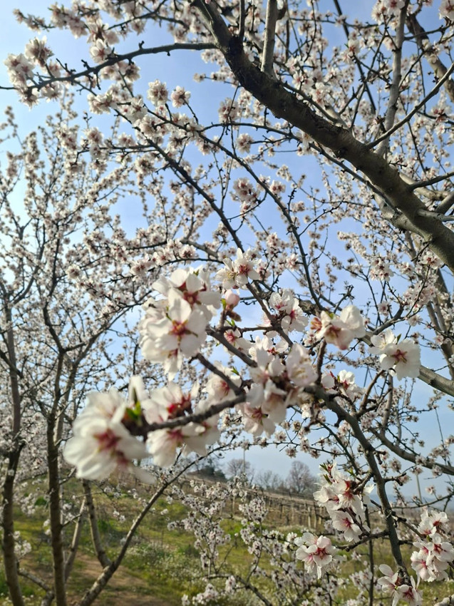 Türkiye'nin eşsiz cennetine yalancı bahar dopingi: Bu görüntü yapay zeka değil, gerçek! - Resim: 3