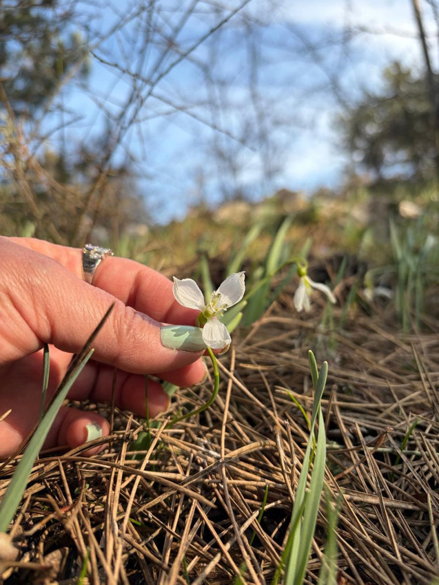 Türkiye'de baharın müjdecisi olarak bilinen eşsiz güzellikler bu yıl 2'nci kez ortaya çıktı! - Resim: 3
