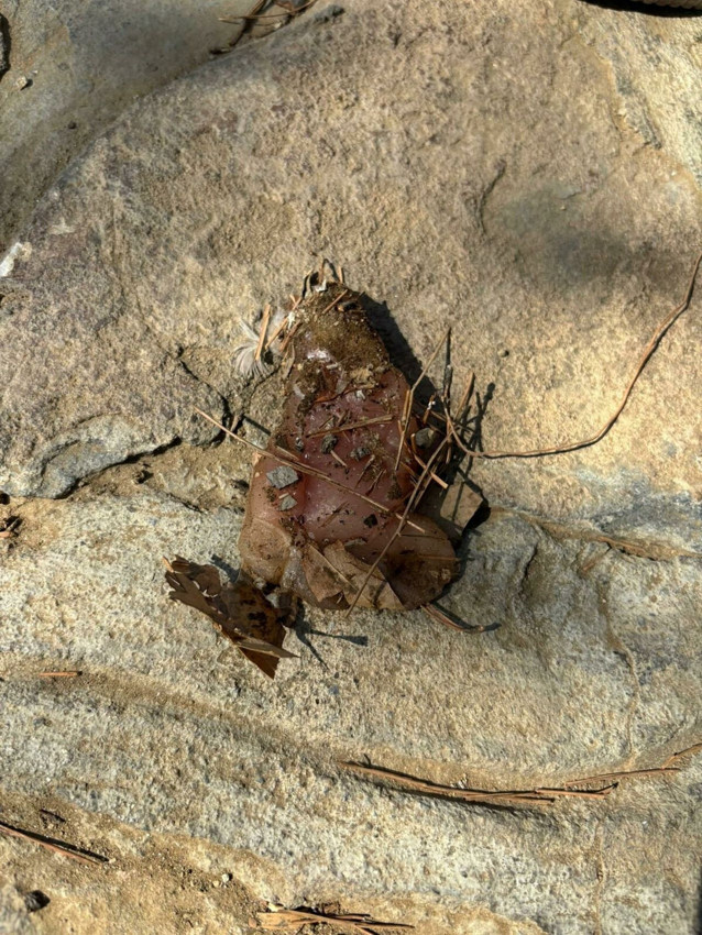 Kedi köpek katliamının ayrıntıları bir kez daha kahretti: 10 köpek ve 5 kedi öldürülmüştü... - Resim: 2