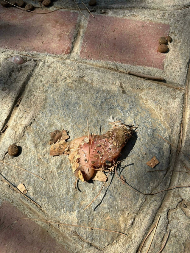 Kedi köpek katliamının ayrıntıları bir kez daha kahretti: 10 köpek ve 5 kedi öldürülmüştü... - Resim: 1