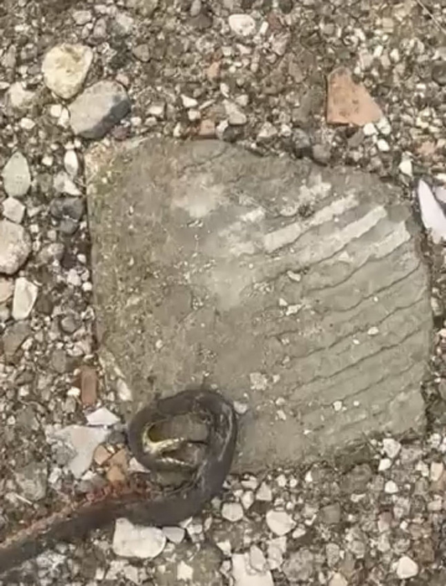 Doğa gezginleri ve vatandaş panikte! Kış uykusu bitti, dev yılanlar geri döndü! - Resim: 4