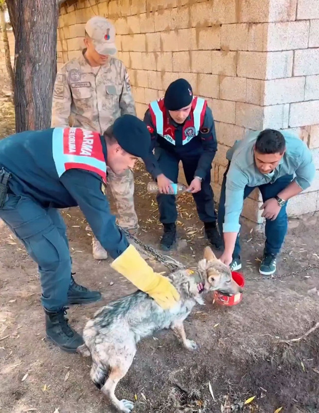 Sosyal medyadaki ''evcil kurt'' rezaletinin perde arkası ortaya çıktı: O kurt kurtarıldı - Resim: 2