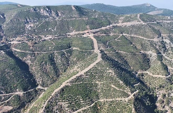 5 gün boyunca yanmıştı: Küle dönen orman yeniden canlandı - Resim: 2