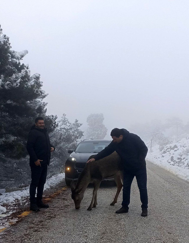Burdur'da Salda yolunda kızılgeyik sürprizi - Resim: 3