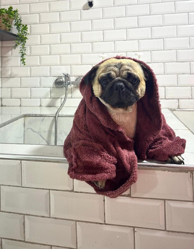 Sahibinin tatile çıkarken pet otele bırakmıştı... Döndüğünde hayatının şokunu yaşadı - Resim: 3