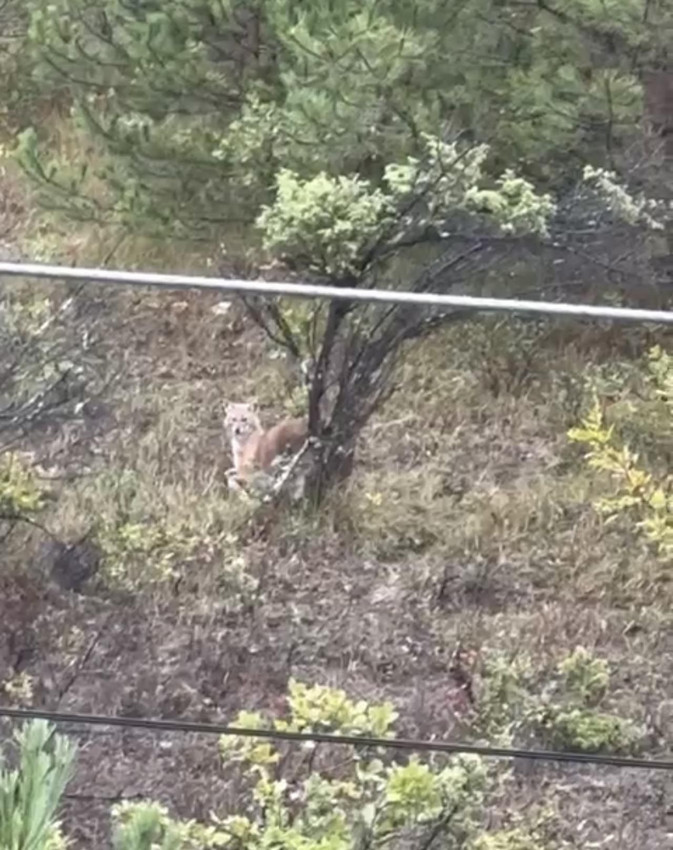 Kent merkezinde şaşırtan görüntü: Kurtlar şehre indi! - Resim: 1