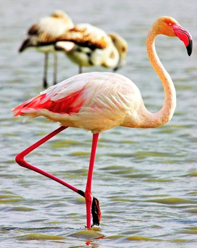 Türkiye'nin en sevimli göçmenleri geri döndü: Renk cümbüşü büyüledi - Resim: 2