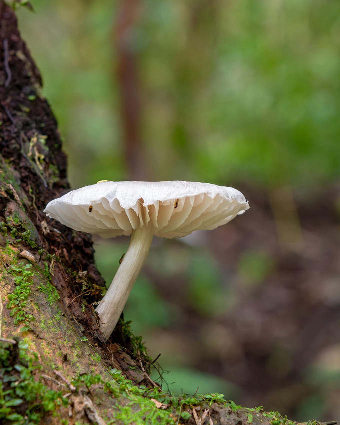 Bilim insanları dünyanın en acı maddesini buldu - Resim: 4