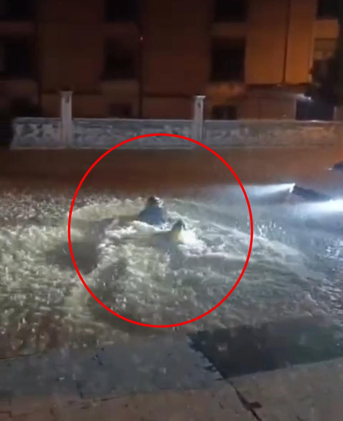 Burası göl değil, sokak! Sel sularına atlayıp böyle yüzdü - Resim: 2