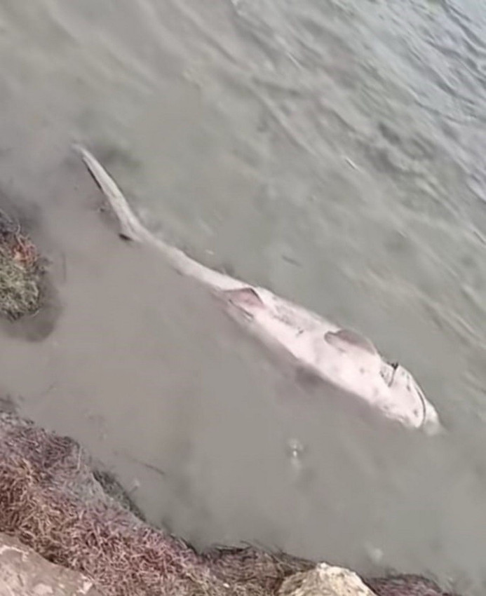 Marmara Denizi'nde 2. köpekbalığı vakası: 1 ayda 2'nci vaka - Resim: 2