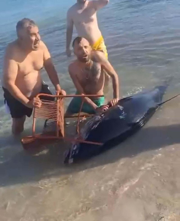 Çeşme sahilinde ekipleri alarma geçiren olay: Çok sayıda orkinos kıyıya vurdu - Resim: 4