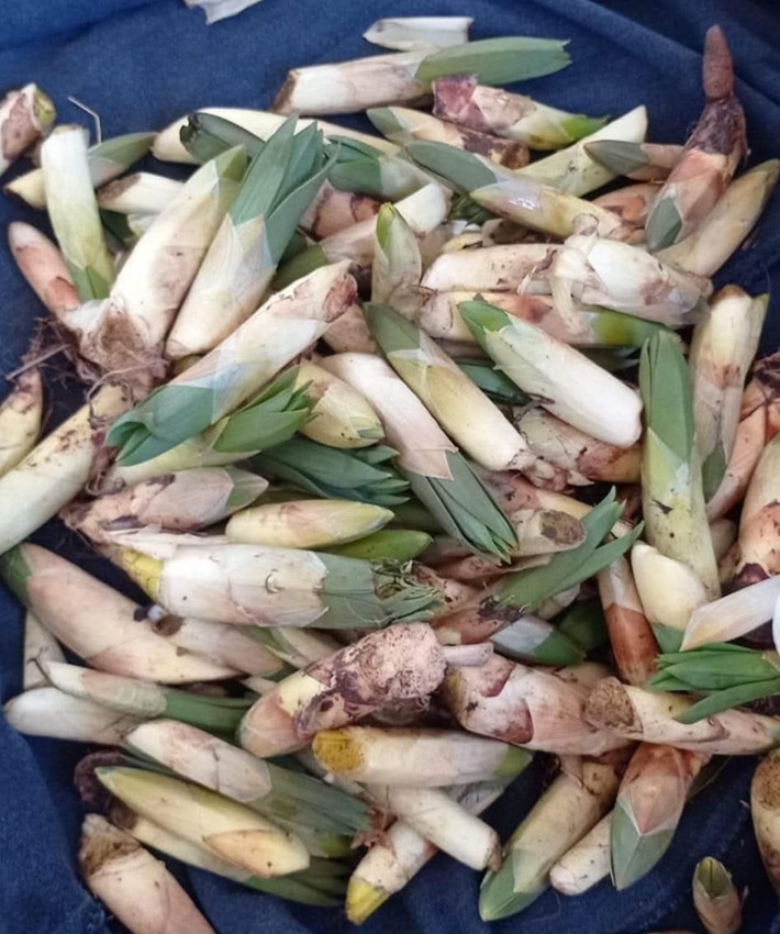 Kilosu 300 TL'ye satılıyor! Kayalıkların arasında zorlu hasat başladı - Resim: 2