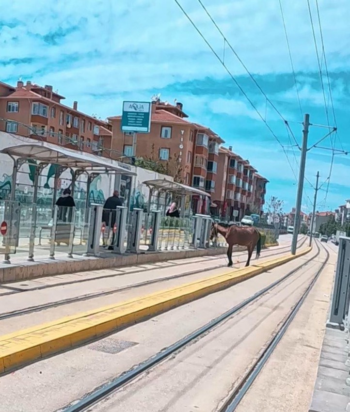 Duraktakiler tramvay beklerken at geldi! Şaşkına çeviren görüntü - Resim: 1