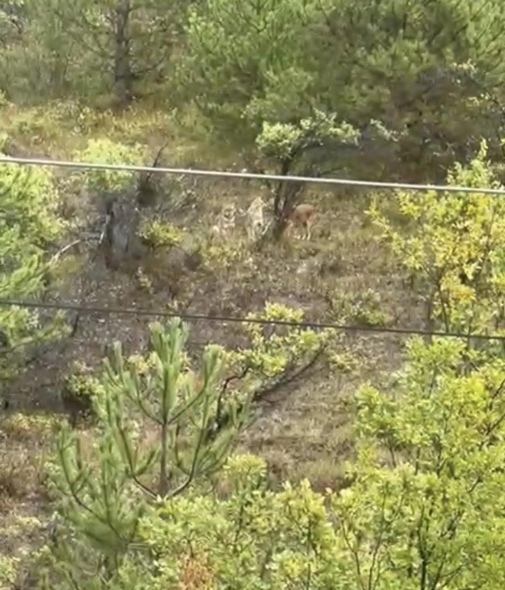 Kent merkezinde şaşırtan görüntü: Kurtlar şehre indi! - Resim: 4