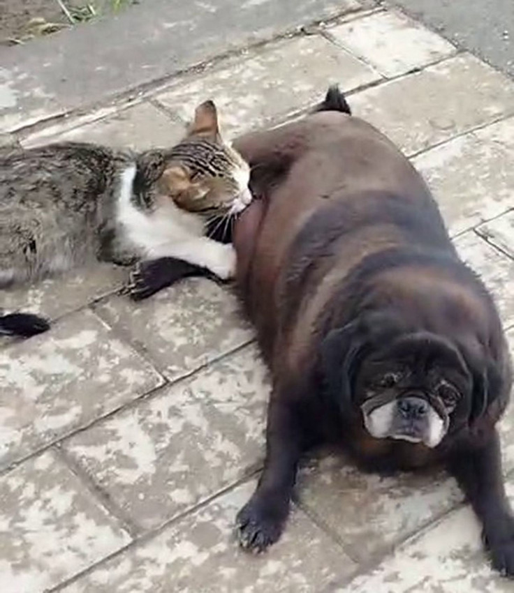 Kediye annelik yapan köpeği görenler şaşkınlığını gizleyemedi - Resim: 2