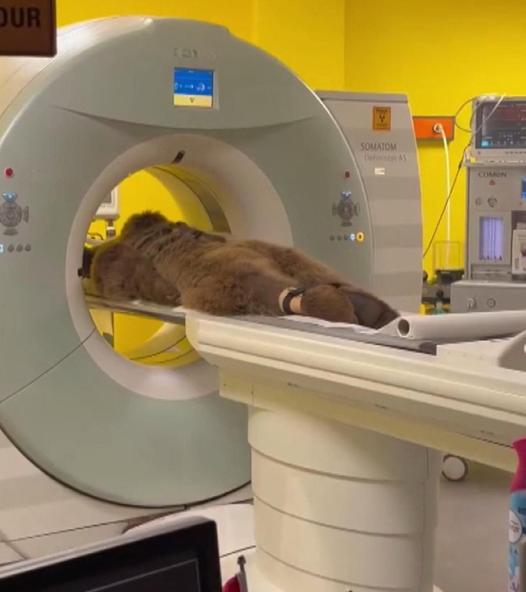 Görüntüler İstanbul'dan... Rahatsızlanan ayı Okan'ın MR'ı çekildi - Resim: 2