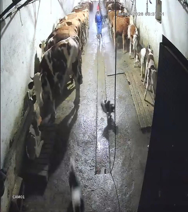 Eli kürekli vatandaş, aç kurtları köye indiklerine pişman etti - Resim: 4