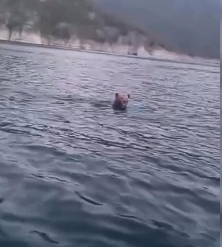 Balık avına gittiler, karşılarına ayı çıktı! - Resim: 3