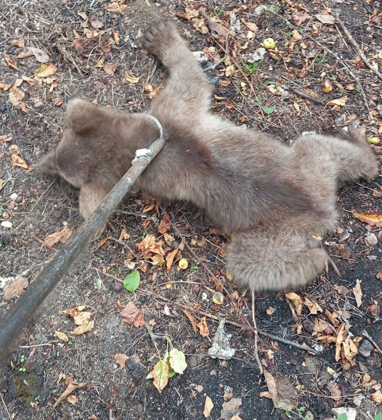 Yaramaz ayı yavrusu bir ilimizi alarma geçirdi - Resim: 3
