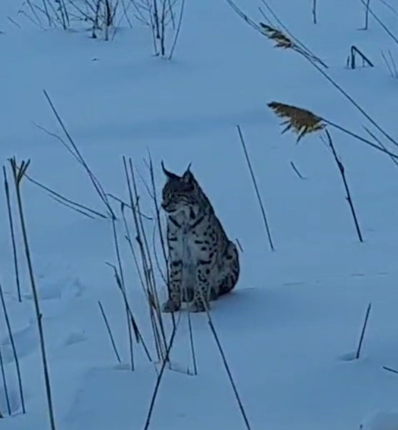 Ormanın hayaleti bu sefer karların içerisinden ''merhaba'' dedi! - Resim: 2