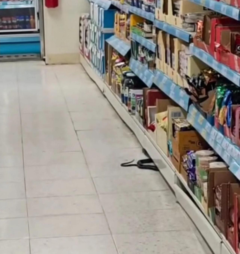 Markette büyük panik: Reyonların arasından yılan çıktı! - Resim: 4