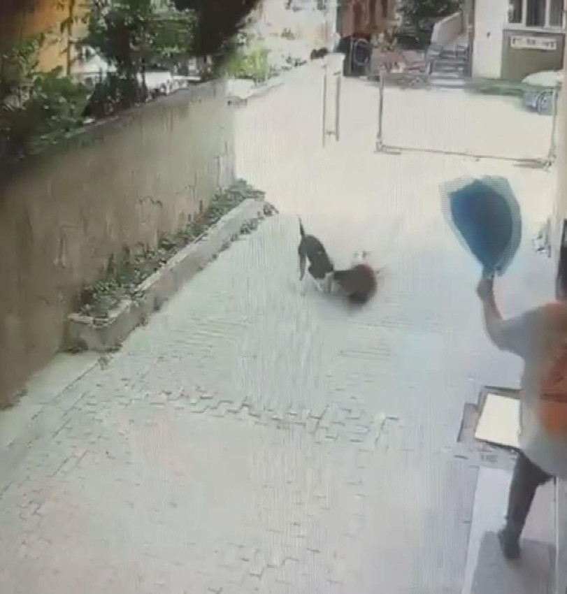 Yine Pitbull yine dehşet! Küçük çocuğa saldırdı - Resim: 2