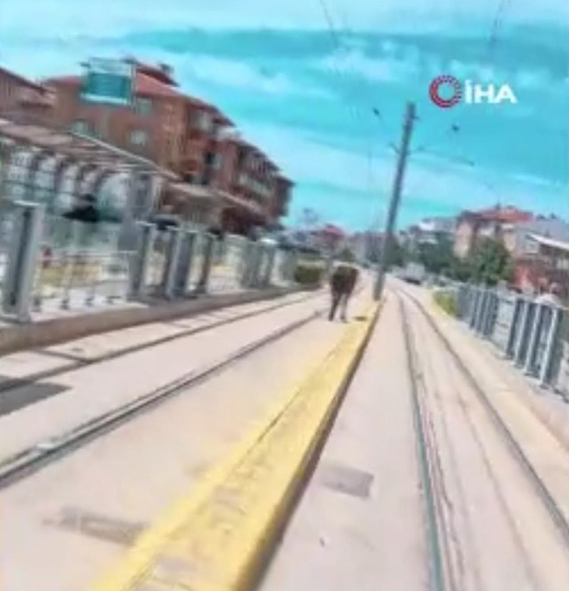 Duraktakiler tramvay beklerken at geldi! Şaşkına çeviren görüntü - Resim: 3