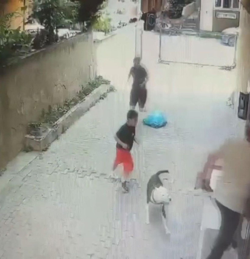 Yine Pitbull yine dehşet! Küçük çocuğa saldırdı - Resim: 3