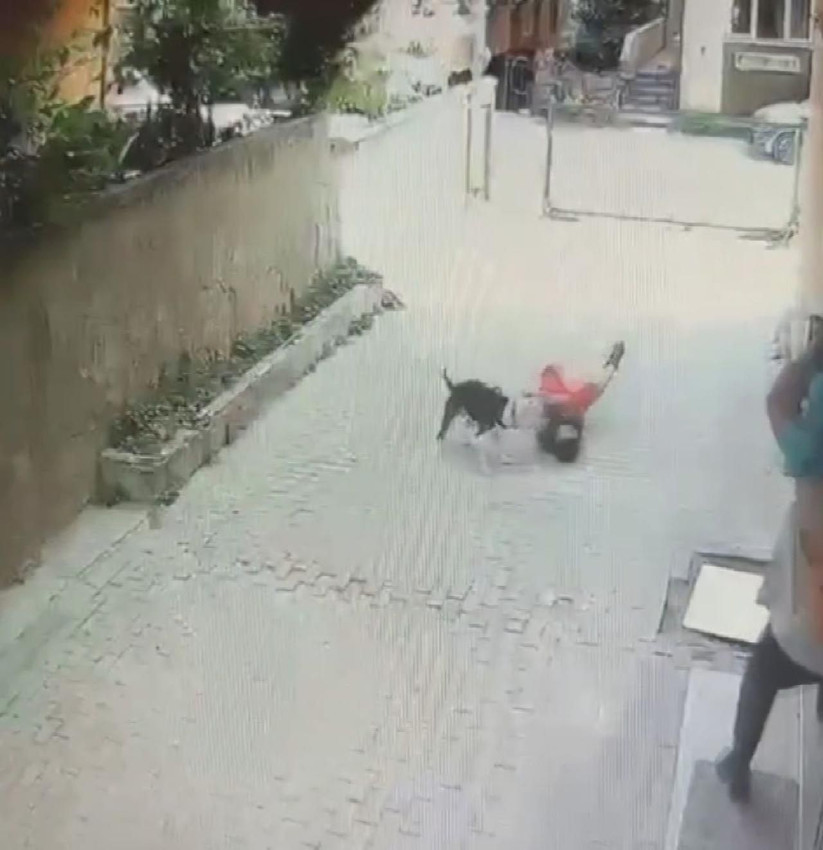 Yine Pitbull yine dehşet! Küçük çocuğa saldırdı - Resim: 1