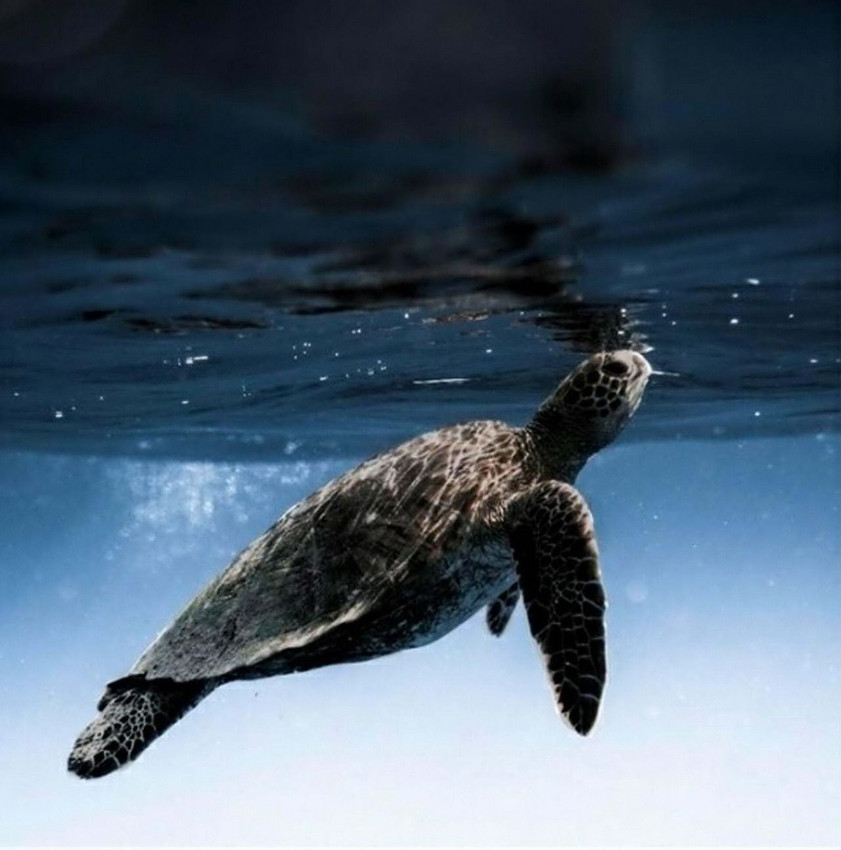 İztuzu plajı'nda bir rekor: Caretta varetta yuva sayısı 400'e ulaştı - Resim: 2