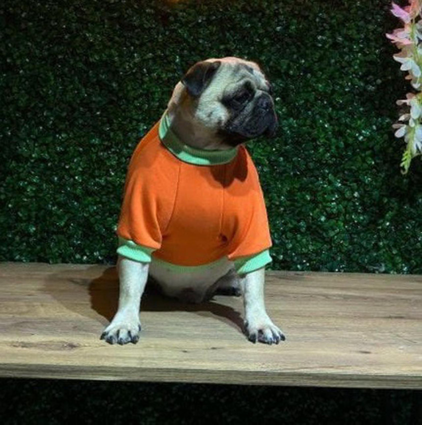 Sahibinin tatile çıkarken pet otele bırakmıştı... Döndüğünde hayatının şokunu yaşadı - Resim: 4