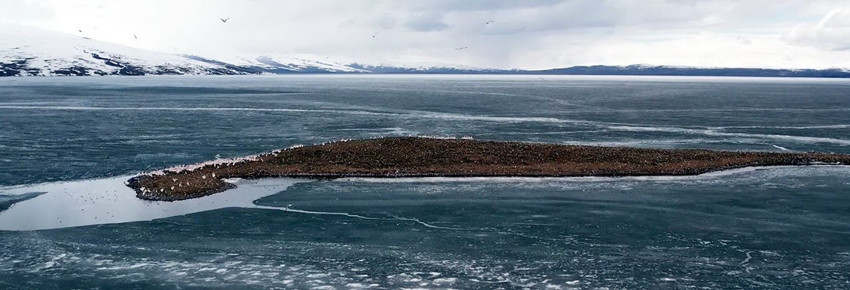 Türkiye'nin buzları bu sene bir türlü erimeyen beyaz cenneti kuş cennetine döndü - Resim: 2