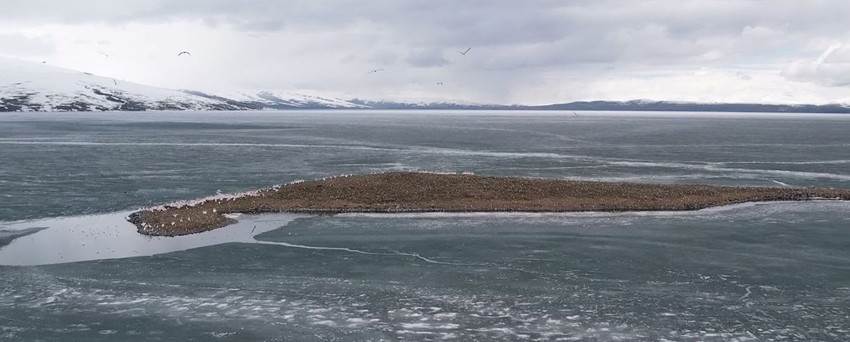 Türkiye'nin buzları bu sene bir türlü erimeyen beyaz cenneti kuş cennetine döndü - Resim: 4