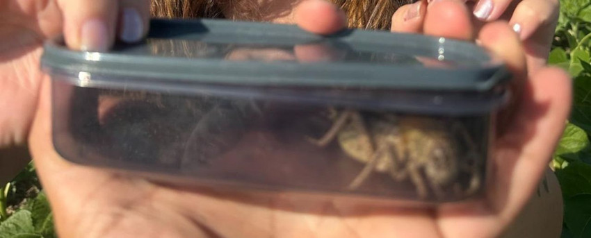 Nesli tükenme tehlikesi altındaki ''yamyam tombul'' canavar Türkiye'de görüldü - Resim: 2