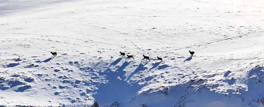 Munzur Dağları'nın zirvesindeki Şamualar 3 bin 300 metre rakımda dron kamerasıyla görüntülenebildi - Resim: 2