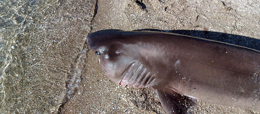 Marmara Denizi'nde 2. köpekbalığı vakası: 1 ayda 2'nci vaka - Resim: 3