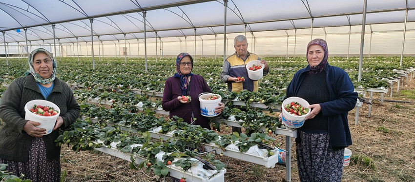 Türkiye'nin en lezzetli kırmızı altınında hasat başladı: Kilosu 200 TL'ye koşuyor - Resim: 4