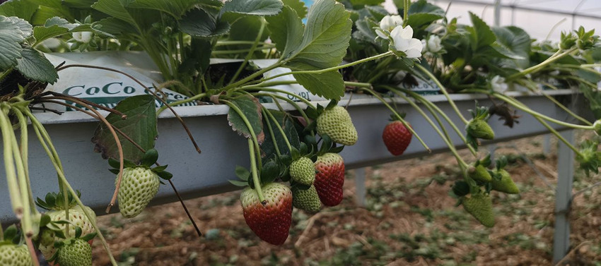 Türkiye'nin en lezzetli kırmızı altınında hasat başladı: Kilosu 200 TL'ye koşuyor - Resim: 2