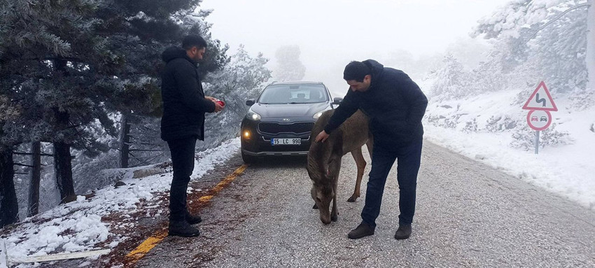 Burdur'da Salda yolunda kızılgeyik sürprizi - Resim: 2