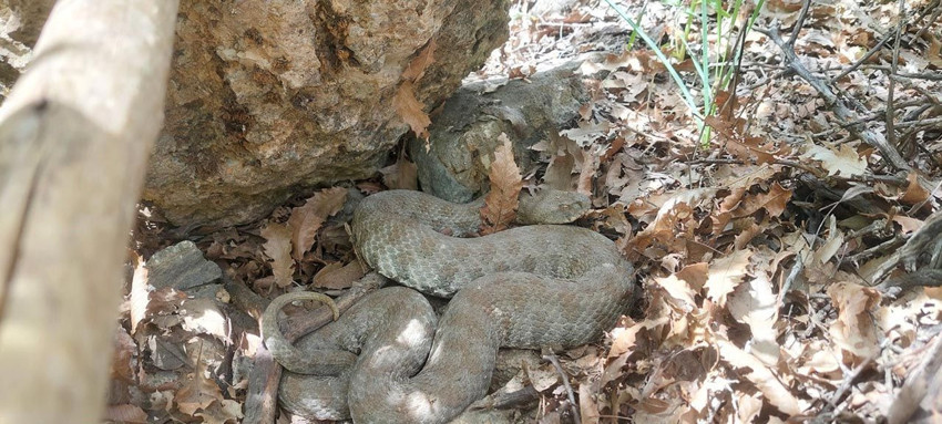 Tek ısırıkla öldürüyor! Türkiye'nin en zehirli yılanıyla burun buruna geldi - Resim: 3