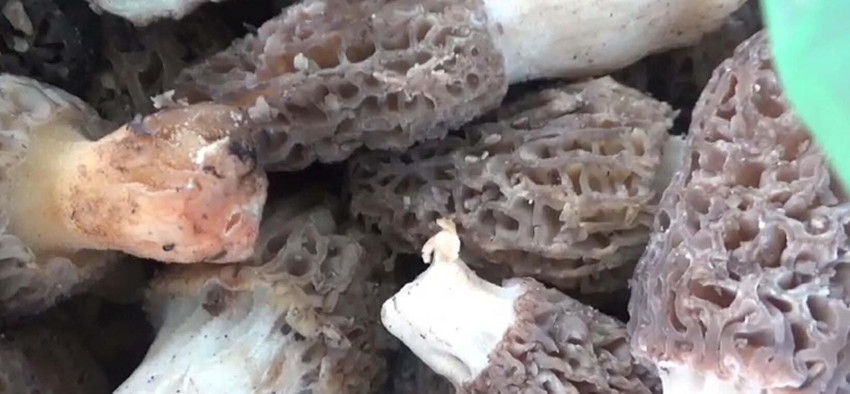 Doğada kendiliğinden yetişen ''kara elmas'' köylülerin gelir kapısı oldu: Kilosu 1000 TL - Resim: 2