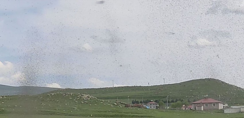 Ağzınızı, gözünüzü, kulağınızı kapatmadan geçemezsiniz. Böyle istila görülmedi: Göz gözü görmüyor - Resim: 2