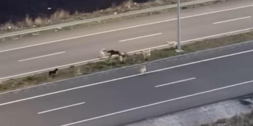 Bozayının şehir turu kamerada: Köpeklerle dolaşıp, halı sahaya gitti - Resim: 2