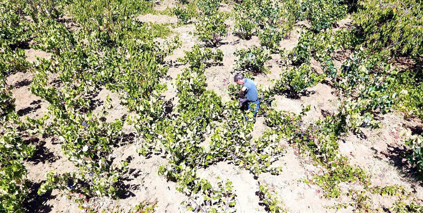Türkiye'nin bir şifa kaynağı lezzetinden daha kötü haberler peşpeşe geldi - Resim: 2