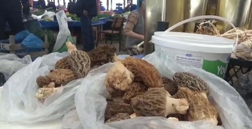 Doğada kendiliğinden yetişen ''kara elmas'' köylülerin gelir kapısı oldu: Kilosu 1000 TL - Resim: 4