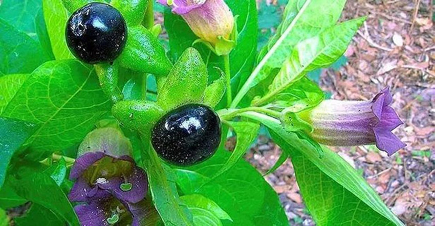 ''Güzelavrat'' yüzünden 8 çocuk hastanelik oldu - Resim: 1