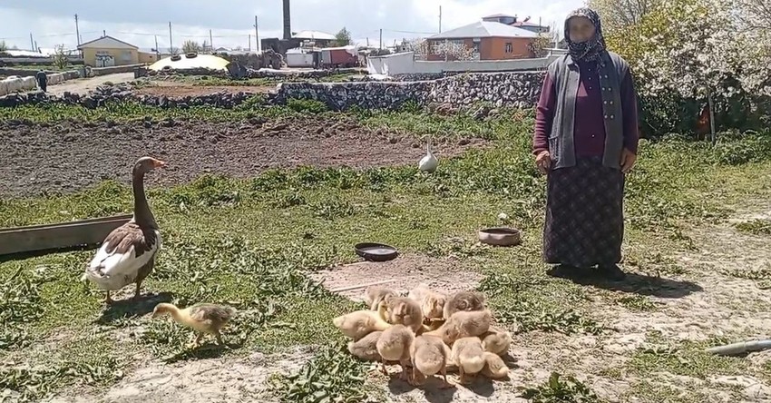 Kars'ın kışı evlerde geçiren en sevimli ve en lezzetli altınları doğaya kavuştu - Resim: 1