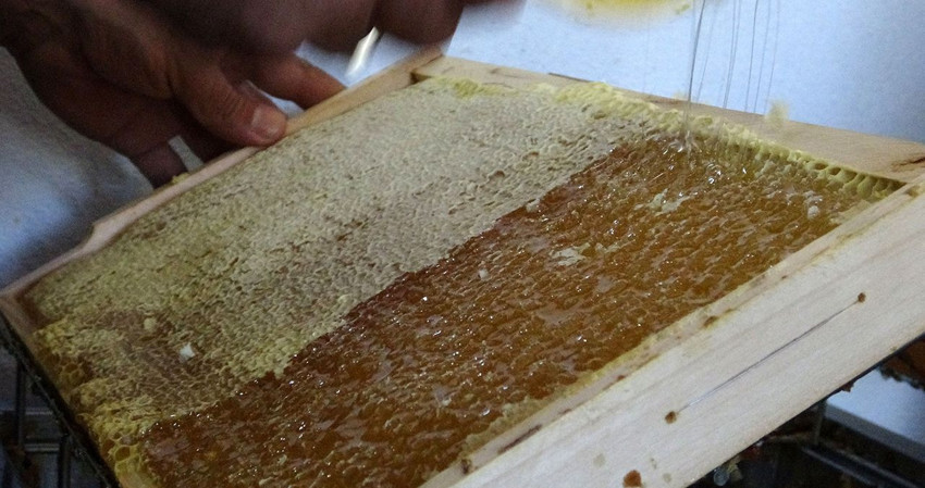 Türkiye'nin kilosu 1.500 TL'ye satılan, coğrafi işaretli şifa deposu lezzetinde hasat başladı - Resim: 4