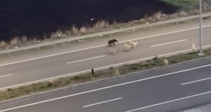 Bozayının şehir turu kamerada: Köpeklerle dolaşıp, halı sahaya gitti - Resim: 3